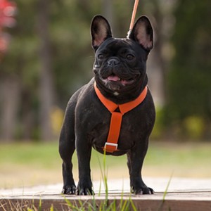 2022 Nuevo estilo colorido arnés de perro y correa conjunto Multi-punto Ajustable y conexión de tracción arnés para perros